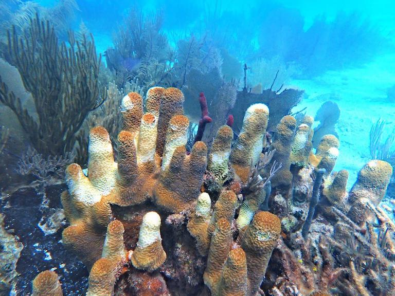 $!La carrera científica por entender la enfermedad que está matando los corales caribeños a pasos agigantados