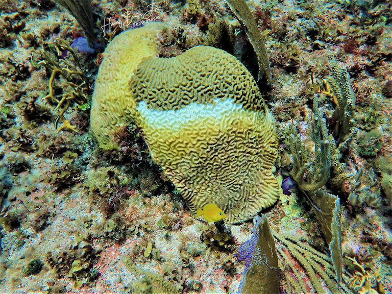 $!La carrera científica por entender la enfermedad que está matando los corales caribeños a pasos agigantados