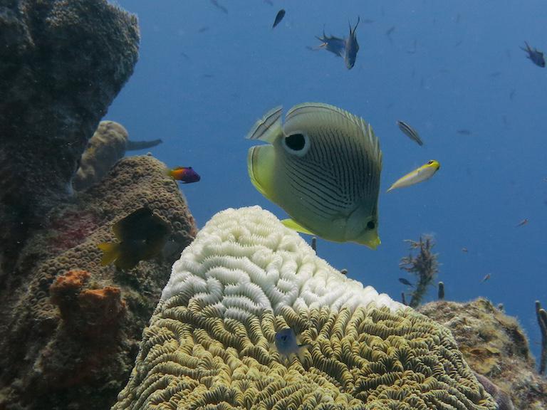 $!La carrera científica por entender la enfermedad que está matando los corales caribeños a pasos agigantados