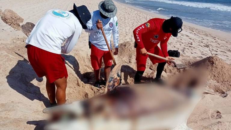En Mazatlán, aparece delfín sin vida y lo entierran salvavidas