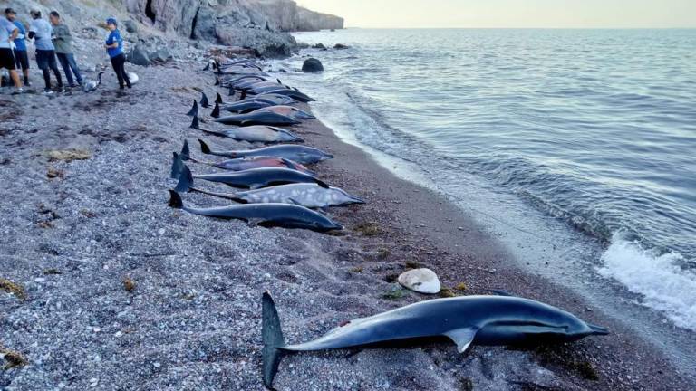 Los delfines fueron encontrados sin vida en la costa del Mar de Cortés.