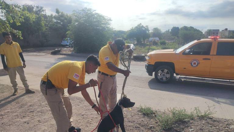 El perro fue resguardo por elementos de Protección Civil.