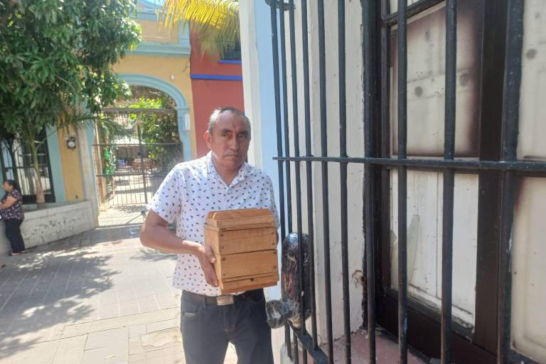 Rescatan enjambre de abejas sin aguijón en el Centro Histórico de Mazatlán