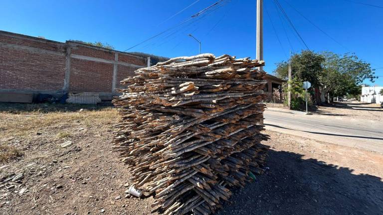 Los ejidatarios aseguran que la tala se ha agravado en la última década ante la falta de vigilancia.