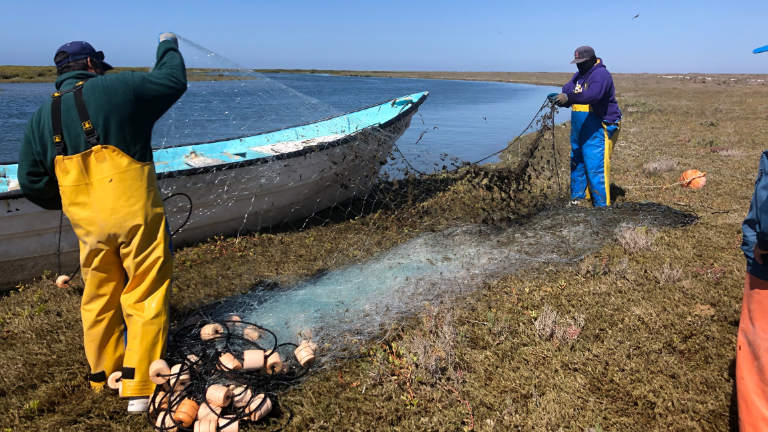 Con la colaboración de comunidades pesqueras buscan combatir la pesca incidental de especies marinas.