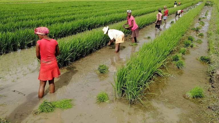 A través del proyecto de Cooperación Sur-Sur de la FAO entre China y Madagascar, los participantes esperan que una variedad de arroz de mayor rendimiento ayude a garantizar la seguridad alimentaria del país.
