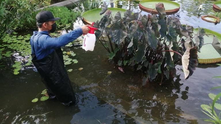 A través de la sanidad vegetal, buscan preservar las plantas del Jardín Botánico Culiacán y el Parque Ecológico.