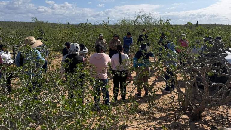 Localizan cinco fosas clandestinas con segmentos humanos en Comondú, Baja California Sur