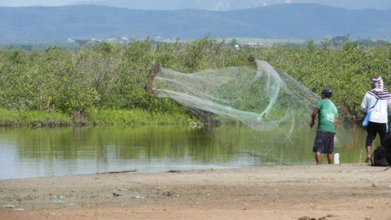 La pesca en los sistemas lagunarios está en riesgo por la contaminación que provocan las granjas acuícolas y los empaques de mango en la zona sur del estado.