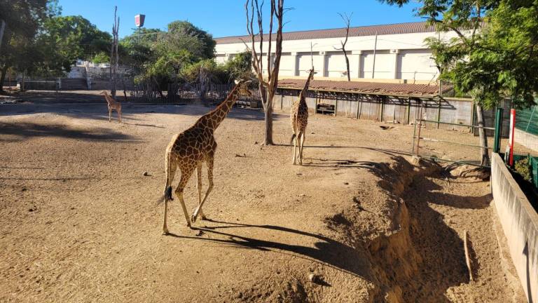 En días normales, el Zoológico de Culiacán recibe hasta 400 visitantes, pero en la última semana ha habido registro de incluso 100 más, reportan.