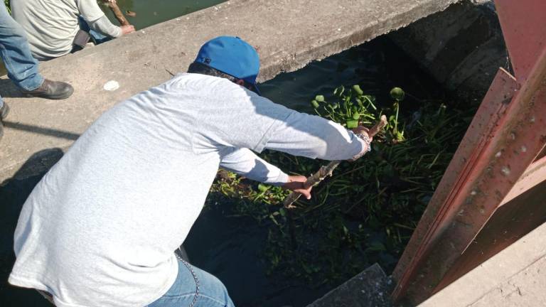 Personal de Jumapam retiró lirio acuático de diques y canales para asegurar el suministro de agua potable a Mazatlán.