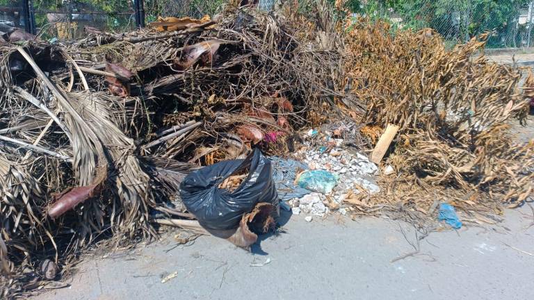 Residuos plásticos, ramas de palma, escombros y el tronco de un cedro se pueden ver sobre la acera de la primaria sin recolectar.