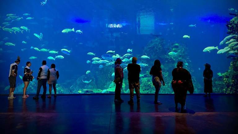Entre los atractivos turísticos más icónicos destaca el Gran Acuario Mazatlán, considerado el más importante de América Latina.