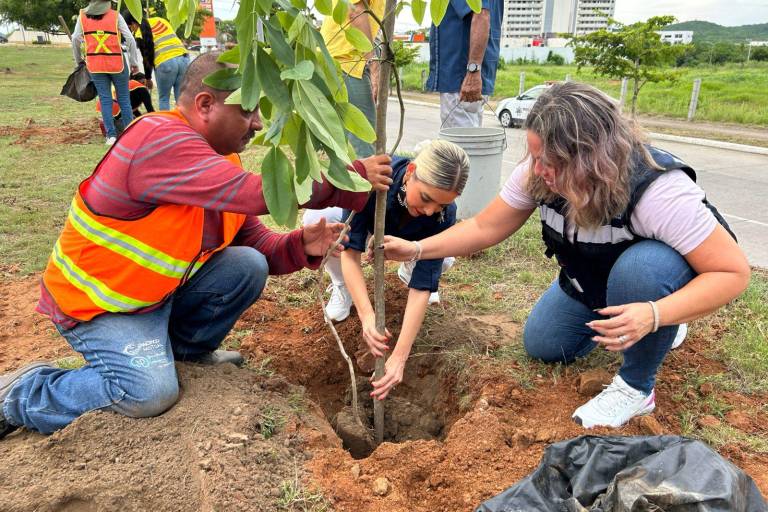 Avanza campaña de arborización en Mazatlán con siembra de 60 árboles