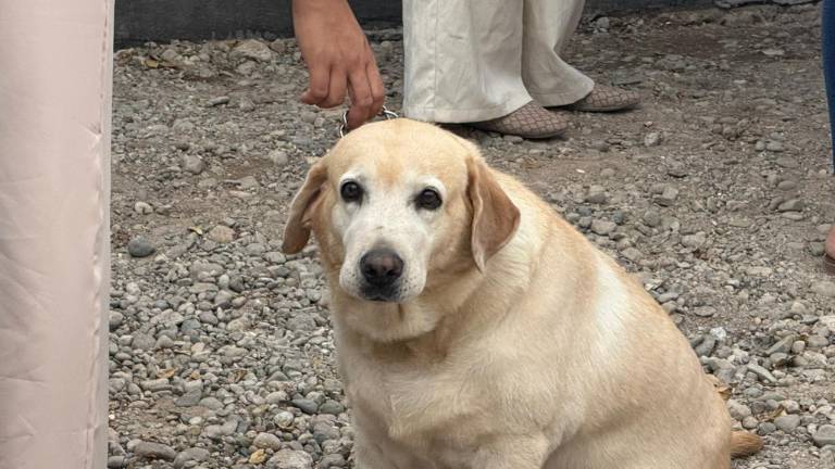 Aria concluyó su etapa como elemento activo de Grupo Gerum A.C., donde participó en labores de apoyo, rescate y acompañamiento comunitario.