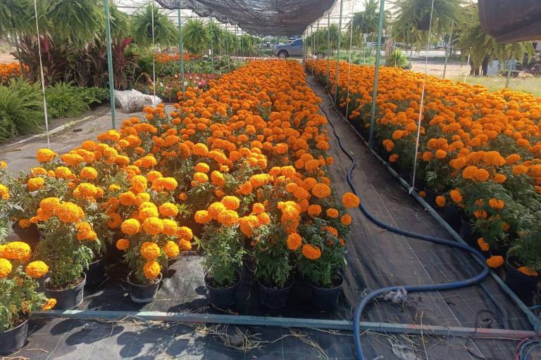 La tradición de la flor de cempasúchil se hace presente en Mazatlán para este Día de Muertos