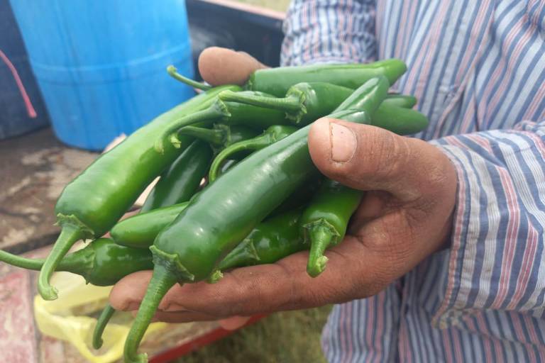 Arranca temporada de chile con ‘buen precio’ en Escuinapa