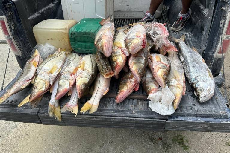 Crea Conapesca Sistema Nacional de Trazabilidad para frenar pesca ilegal