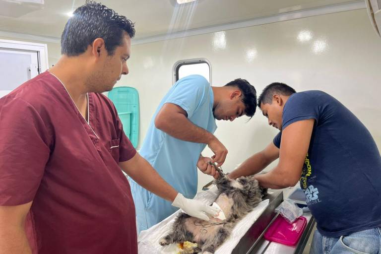 Realizan jornada de esterilización de perros y gatos en Rosario