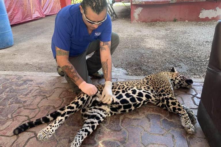 Jaguares en riesgo: carreteras y comercio ilegal aumentan sus amenazas en México