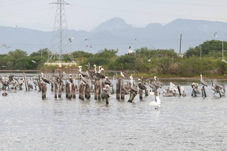 Descartan marea roja como causa de mortandad de peces en esteros de Escuinapa