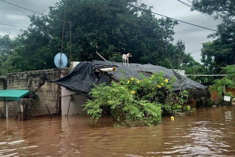 Sus viviendas siguen inundadas y aún así familias dejan albergues en el sur de Sinaloa
