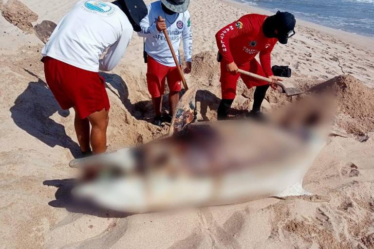 En Mazatlán, aparece delfín sin vida y lo entierran salvavidas