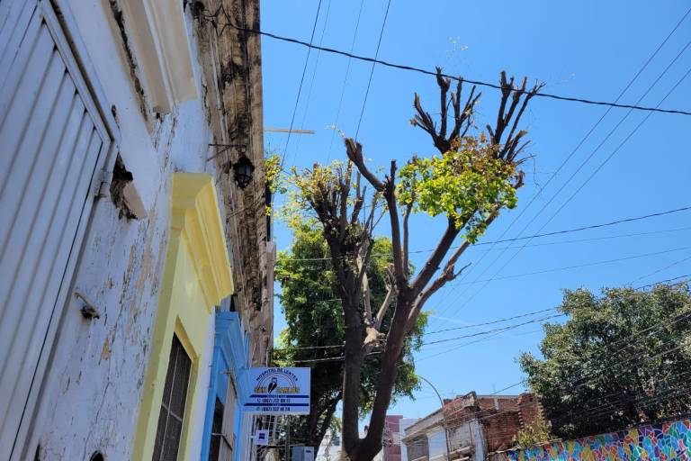 Ayuntamiento de Culiacán poda árboles por petición de ciudadanos, aseguran funcionarios
