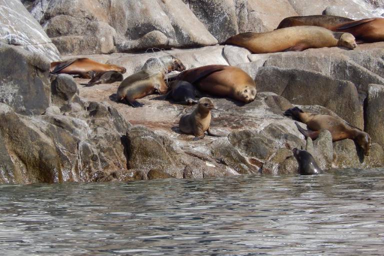 México: la misión de salvar a los lobos marinos de las artes de pesca abandonadas