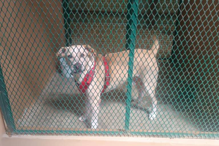 Atiende camión esterilizador alrededor de 40 animalitos durante esta semana en Mazatlán