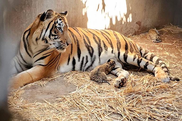 Asegura Profepa 119 ejemplares del Zoológico de Culiacán