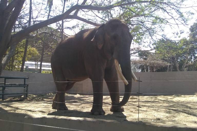 Desmiente activista supuesto maltrato al elefante ‘Big Boy’