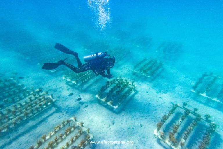 Jardinería de coral: los viveros que florecen bajo el mar en México
