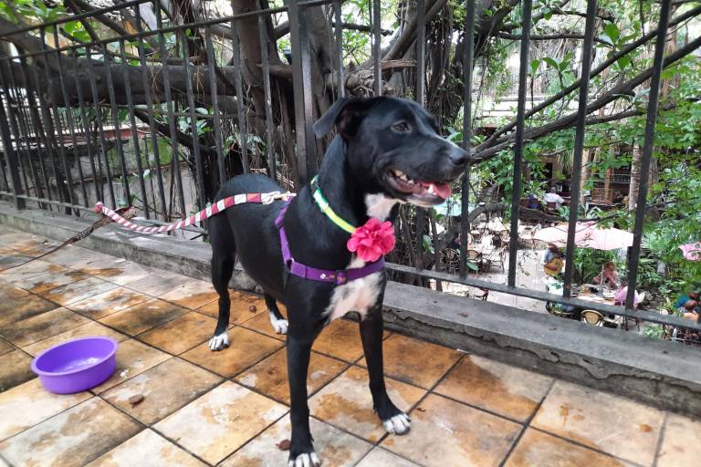 Invitan en Mazatlán a adoptar mascotas, no comprarlas