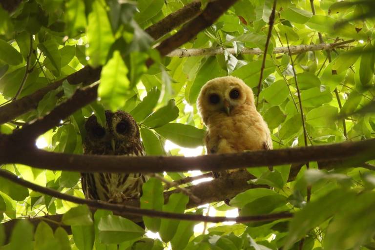 Ve por la vida silvestre la Sociedad Botánica y Zoológica de Sinaloa