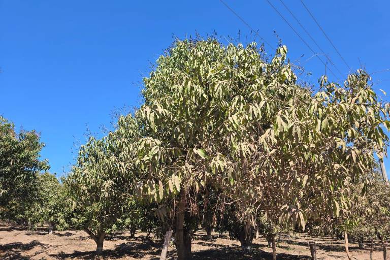 Espera AARB que el riego revierta la baja en la producción de los últimos años por la sequía