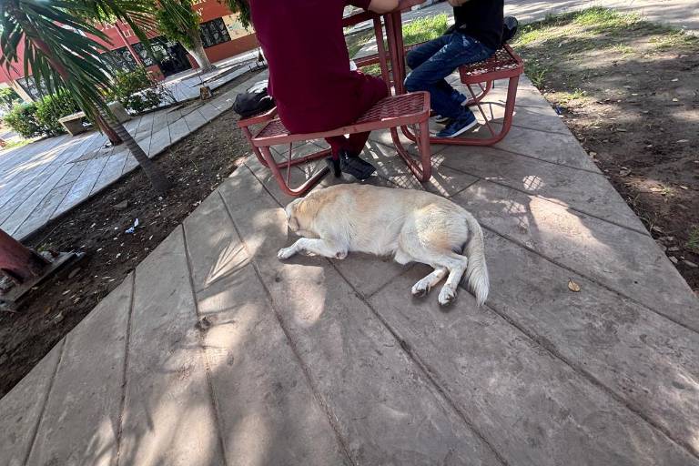 UAdeO implementa operativo contra garrapatas por plaga en campus Culiacán