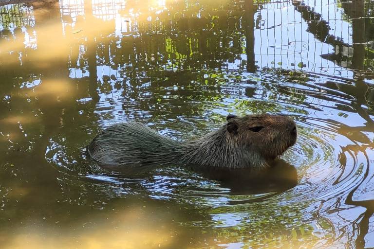Solo había un capibara al inicio de su gestión, afirma director del Zoológico de Culiacán