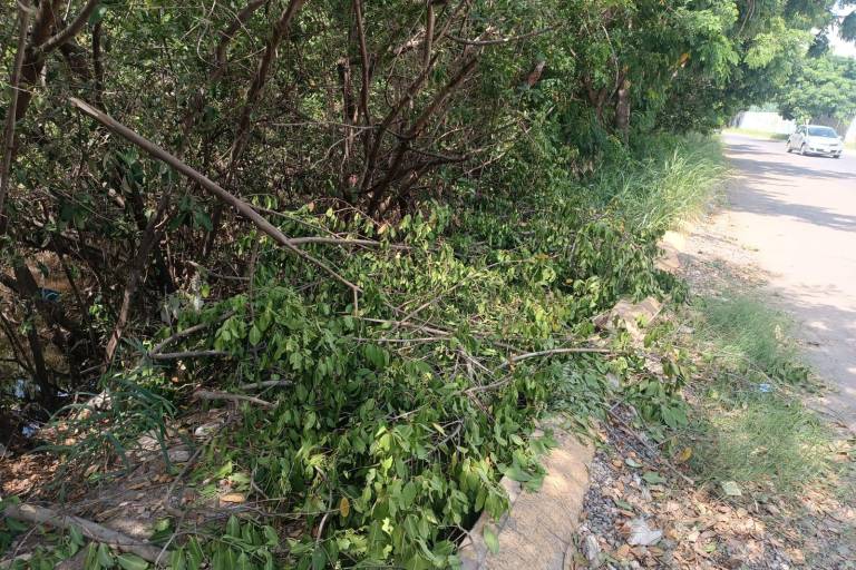 Restos del mangle sobresalen en la calle Zeus tras nueva tala por parte de particulares