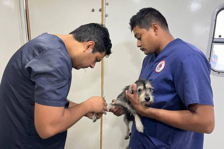 Implementa en Rosario jornada de esterilización de mascotas