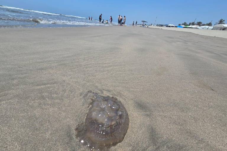 Reportan presencia de quemadores en playas del Caimanero, en Rosario; van 4 lesionados