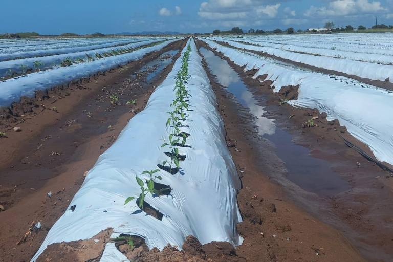 Lluvias que provocó el huracán Pamela ocasionan retraso en siembra de hortalizas en Escuinapa