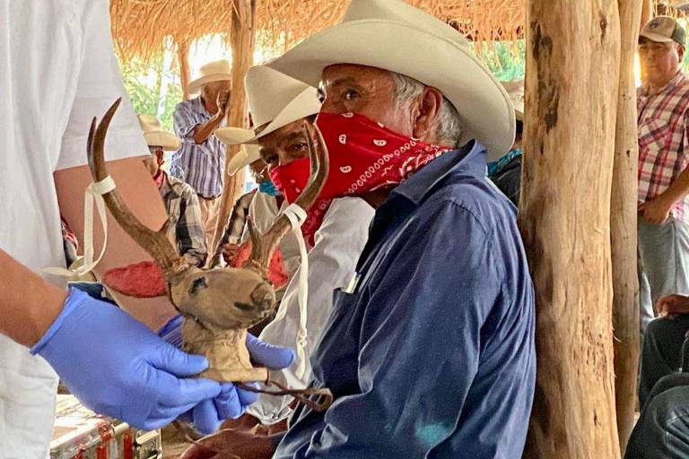 En ceremonia histórica, pueblo yaqui recibe el Maaso Koba y objetos ceremoniales repatriados desde Suecia