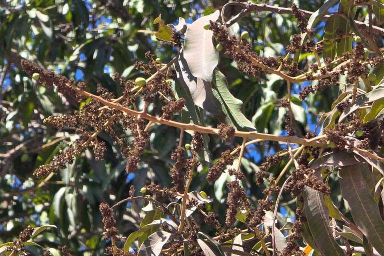 Producción de mango en Sinaloa y Nayarit se ha visto alterada por estrés del calor, advierte especialista