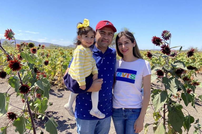 Florecen girasoles en Mocorito