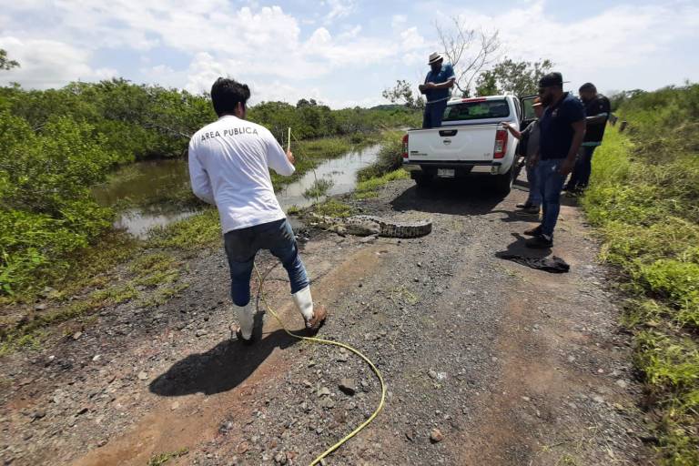 Liberan a cocodrilo rescatado de las playas de Mazatlán