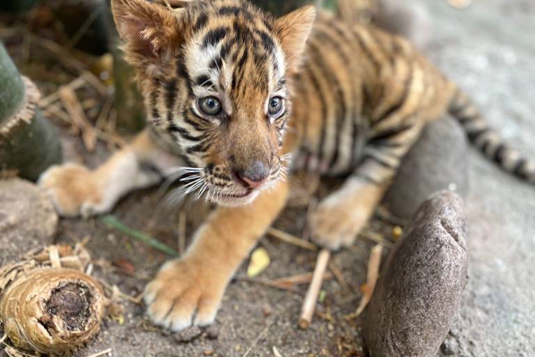 Nace tigre de bengala en el Zoológico de Culiacán