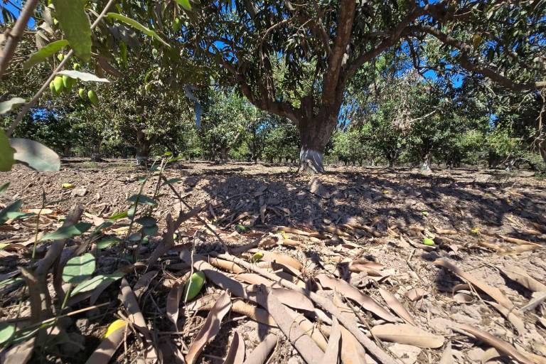 Afecta sequía a 50 por ciento de huertas en Rosario que no recibieron riego de la presa Santa María