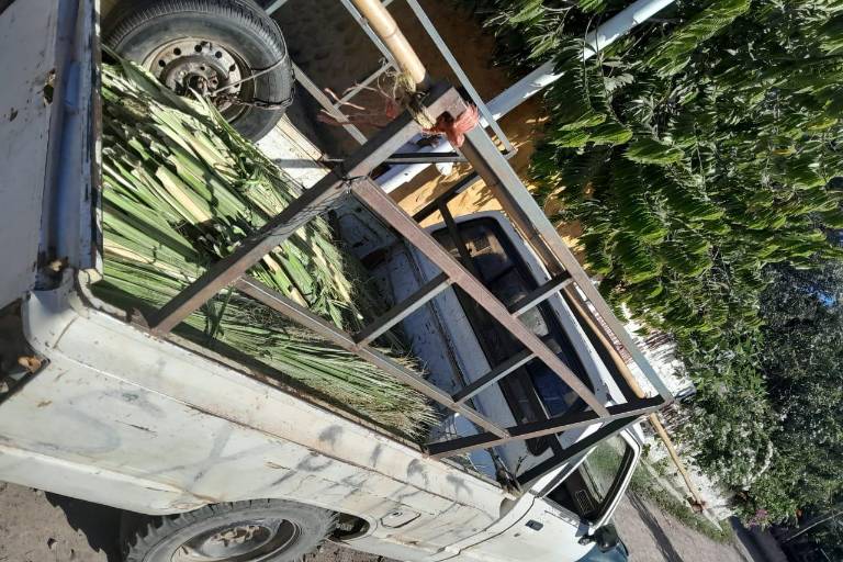 En Rosario, reportan una baja producción en la palma