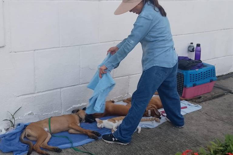 Realizan esterilización gratuita de perros y gatos junto al Ayuntamiento de Culiacán